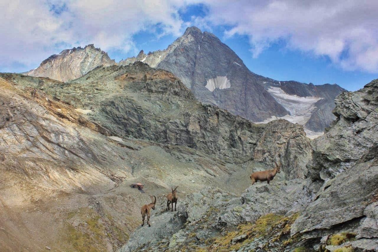Pension Erlhof Зальфельден Экстерьер фото